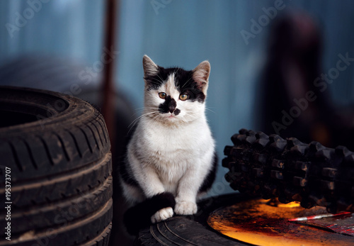 Fototapeta Naklejka Na Ścianę i Meble -  Cute kitten sits on the street and looks with interest directly to the camera. Stray cat near the tyre service