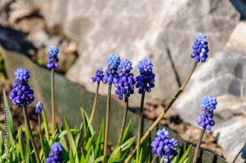 Spring muscari hyacinth flowers. The first ever flowers. Delicate spring flowers. March 8.