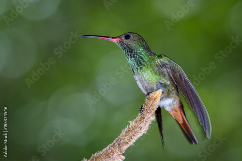 rufous-tailed hummingbird - Amazilia tzacatl © wollertz