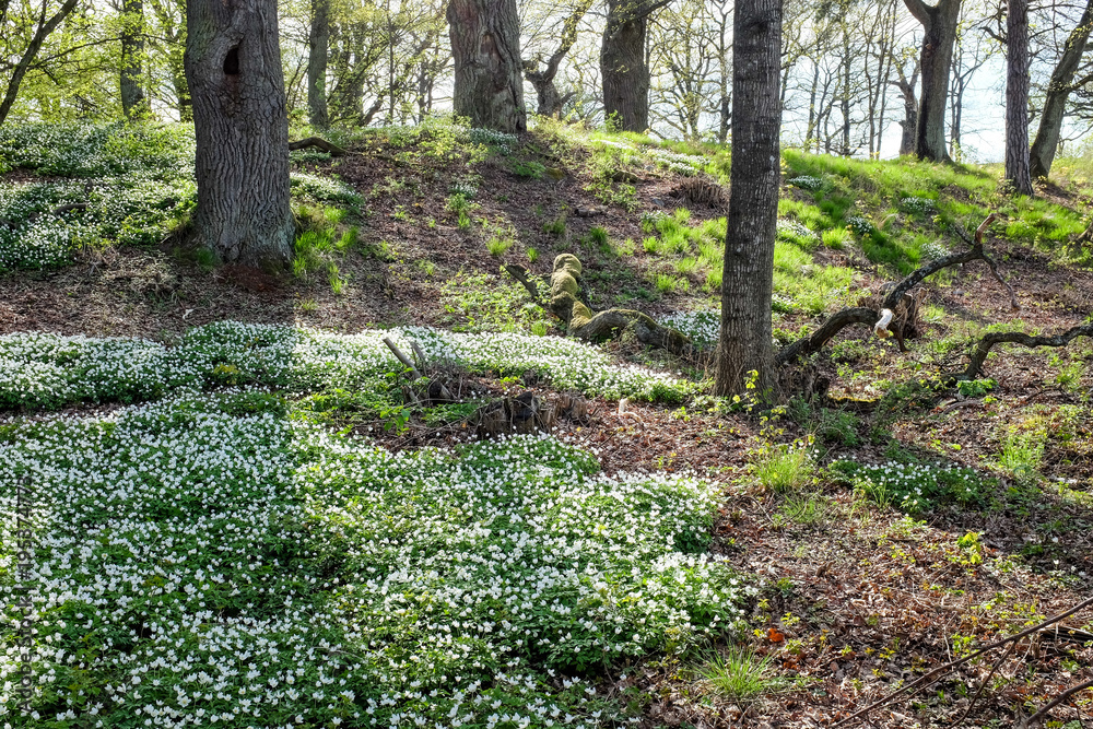 Obraz premium Wood anemone flowering in an oak grove during spring in Norrkoping, Sweden