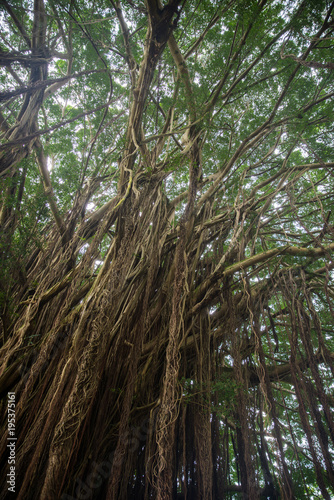 Banyan Tree on the Island of Hawaii
