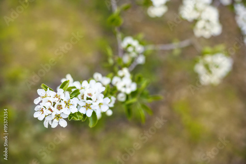 Apple blossom branch in sunny spring day. Environment protection.