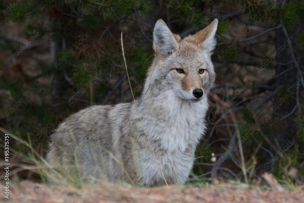 Fototapeta premium Close up on coyote looking for prey