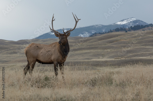 Elk in majestic position showing his horns with mountains in the background