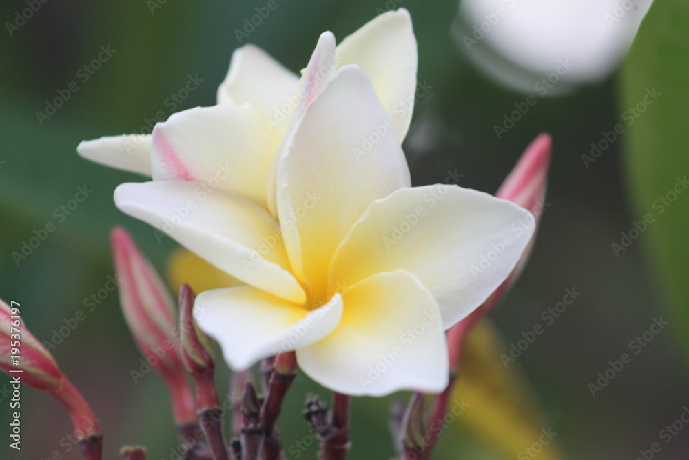 Fototapeta premium Flower