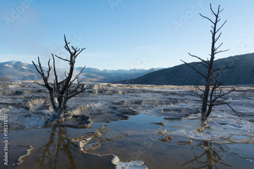 Waterfilled limestone terraces at Mammoth Hot Springs with some dead trees and the blue sky reflecting in the water 