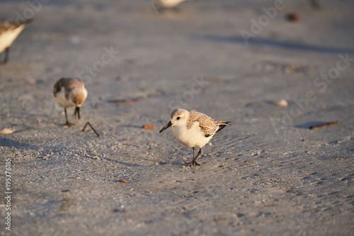 A bird slowly walking on the sand early in the morning with golden sunlight. The bird has black eyes, dark wings, and white head and breast.