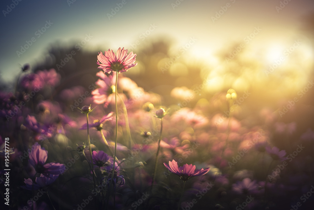 Cherry Blossom trees, Nature and Spring time background. Pink Sakura flowers
Cherry Blossom trees, Nature and Spring time background. Pink Sakura flowers