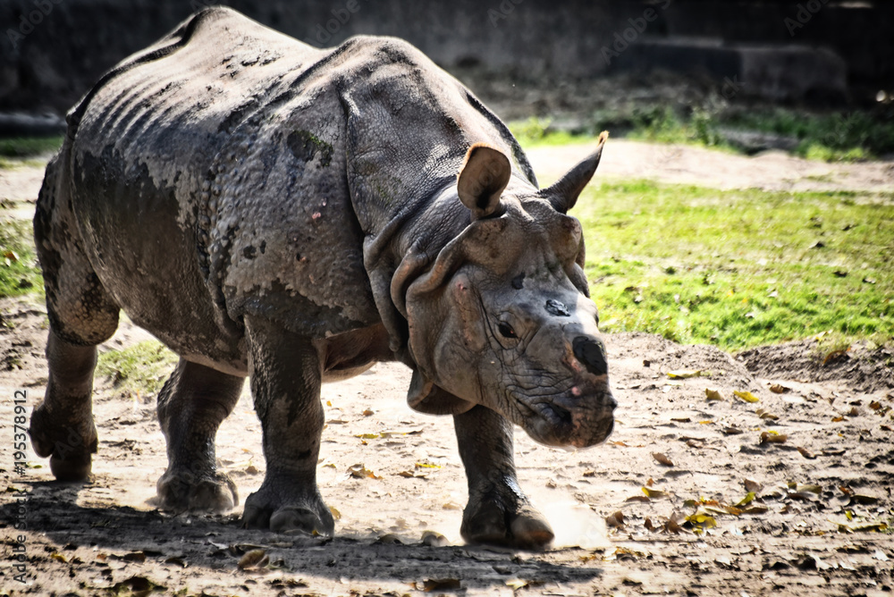 Fototapeta premium The One Horned Rhino