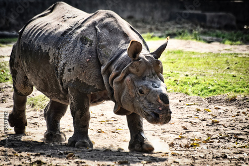 The One Horned Rhino