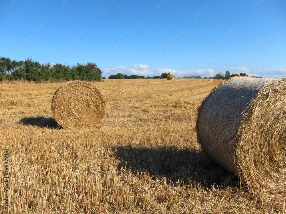  Round straw bales in harvested fields