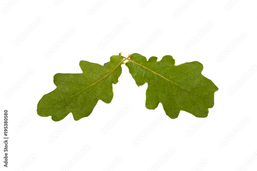 two oak leaves isolated on white background two oak leaves isolated on white background