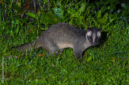 Masked palm civet or Paguma larvata, A nocturnal creature,  patrol at night for food in Kaeng Krachan National Park, Thailand.
