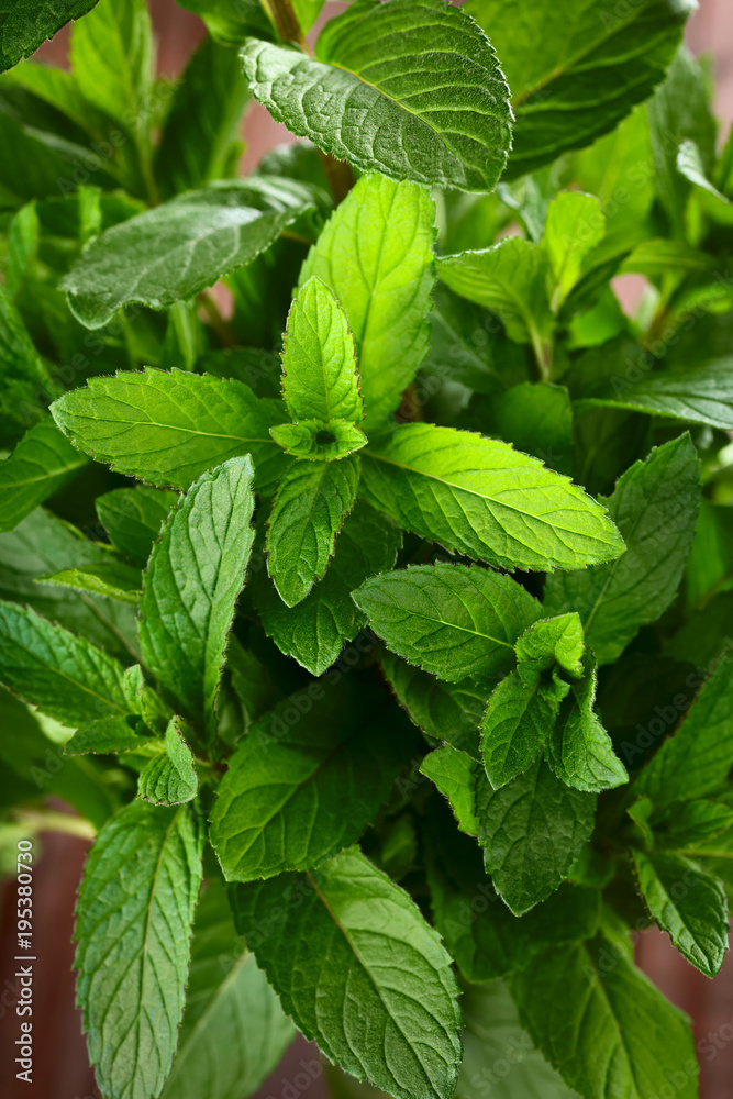 Bundle of fresh mint, an aromatic herb used as tea or as spice in cooking (Selective Focus, Focus on various leaves) Bundle of fresh mint, an aromatic herb used as tea or as spice in cooking (Selective Focus, Focus on various leaves)