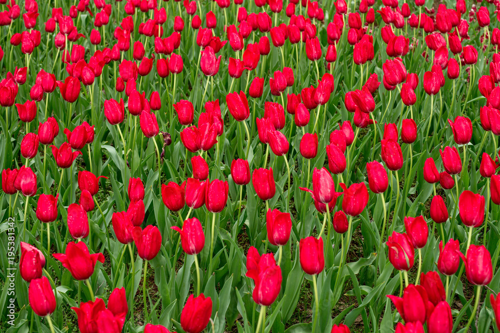 Rote Tulpen auf einer Wiese im Frühling