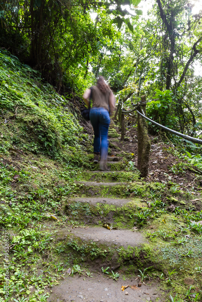 steps in the rainforest steps in the rainforest