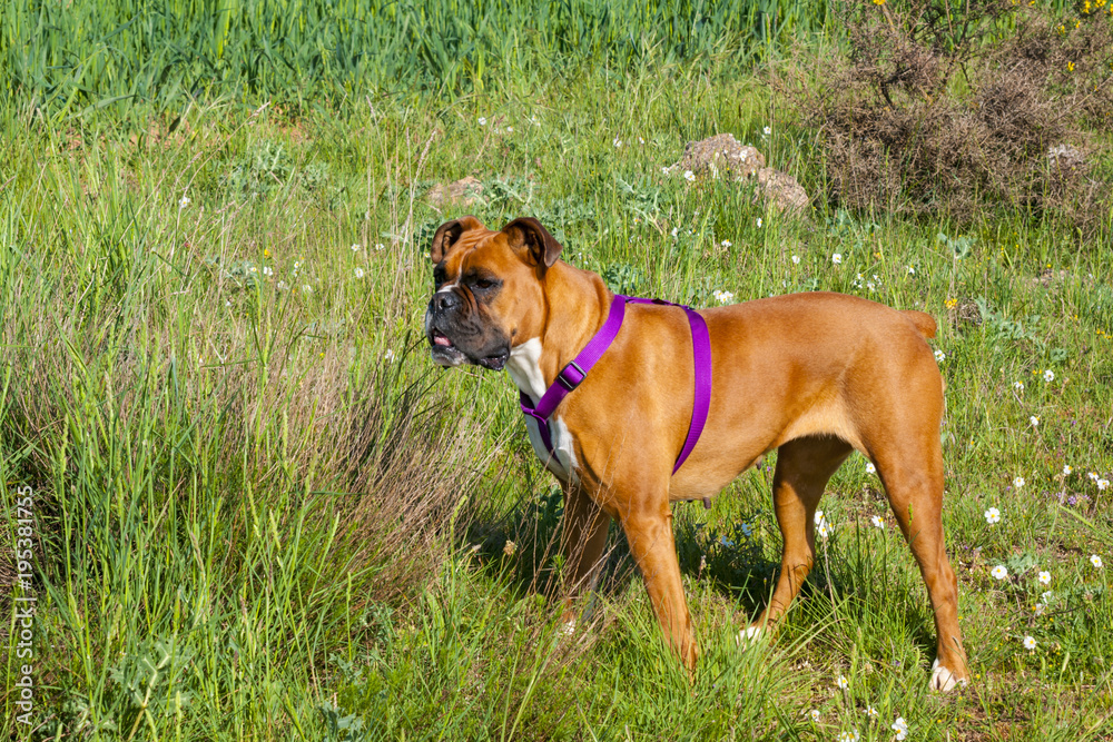 perro boxer perro boxer