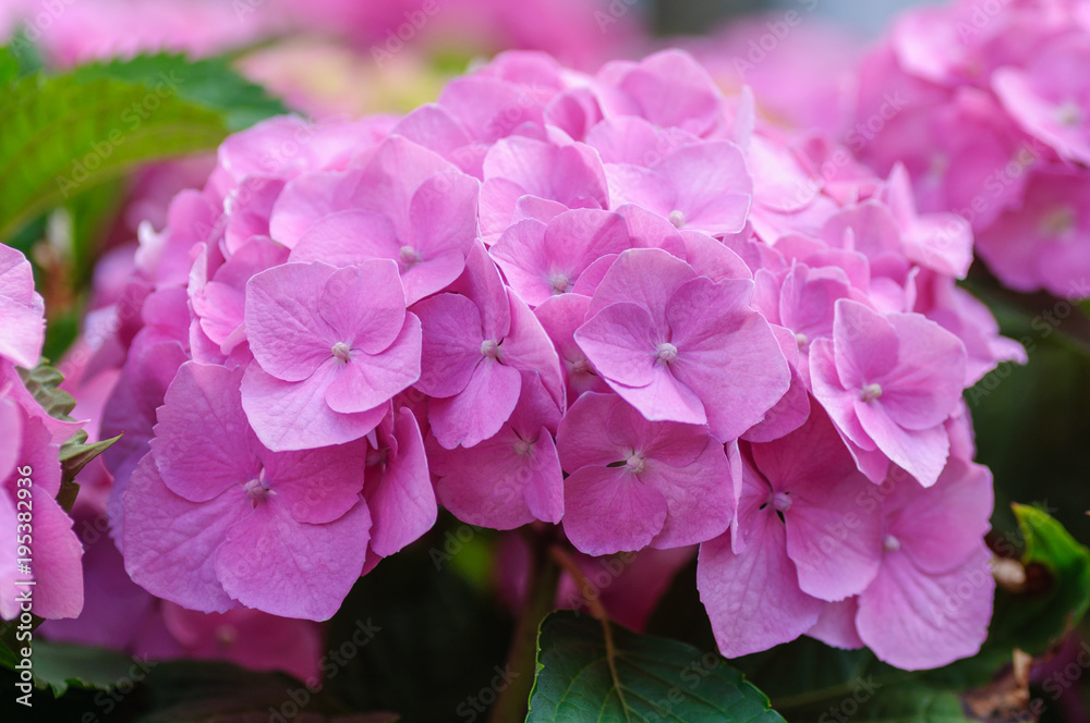 Blossom of Pink hydrangeas on natural background. Blossom of Pink hydrangeas on natural background.