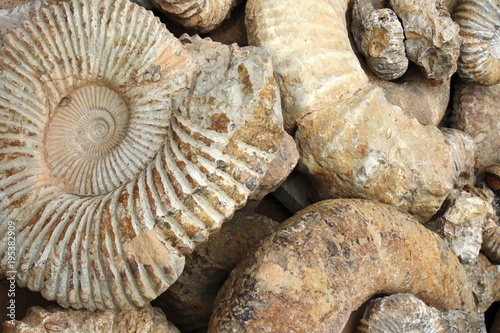 Ammonites, fossils, Morocco