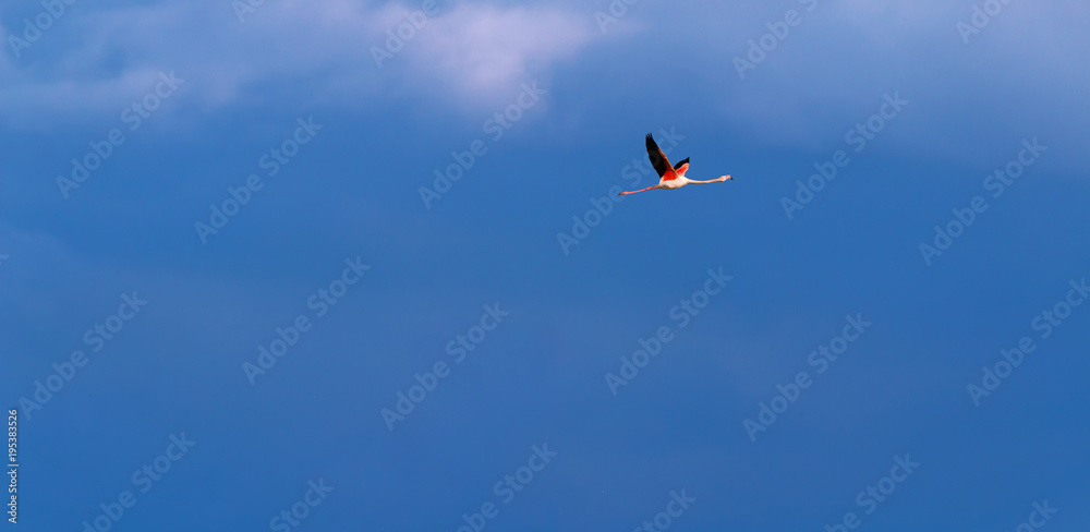 Flamingo birds crossing the sky from side to side. The birds fly in formation. Their wings are black pink and white. The guild the air on their migration to Africa or Europe. Flamingo birds crossing the sky from side to side. The birds fly in formation. Their wings are black pink and white. The guild the air on their migration to Africa or Europe.