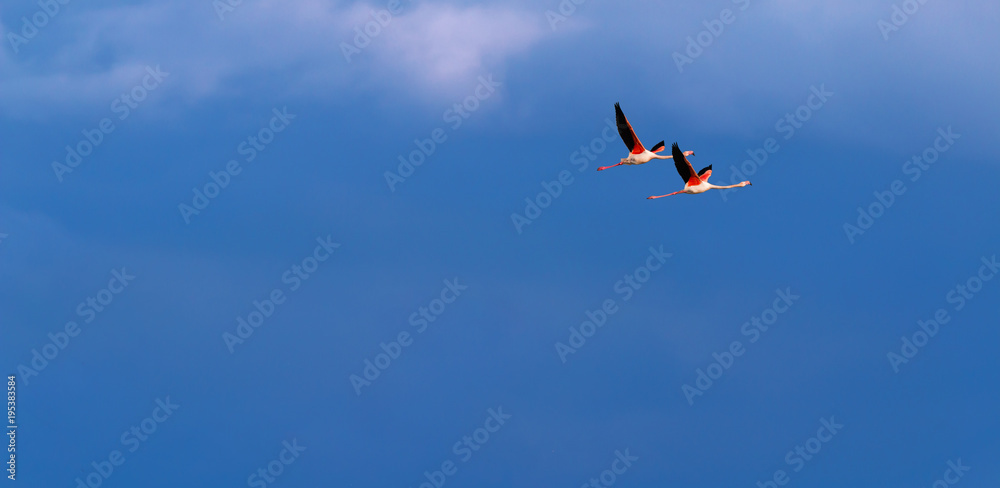 Flamingo birds crossing the sky from side to side. The birds fly in formation. Their wings are black pink and white. The guild the air on their migration to Africa or Europe. Flamingo birds crossing the sky from side to side. The birds fly in formation. Their wings are black pink and white. The guild the air on their migration to Africa or Europe.