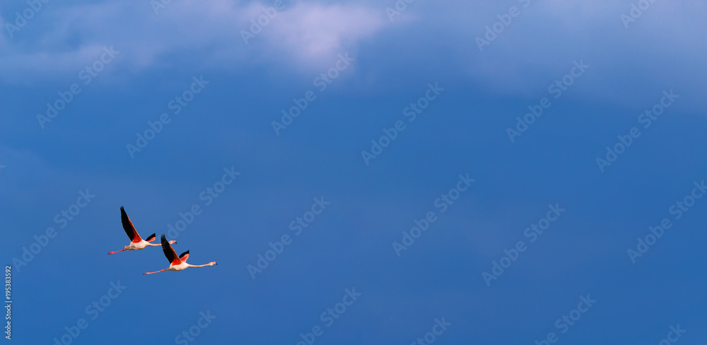 Fototapeta premium Flamingo birds crossing the sky from side to side. The birds fly in formation. Their wings are black pink and white. The guild the air on their migration to Africa or Europe.