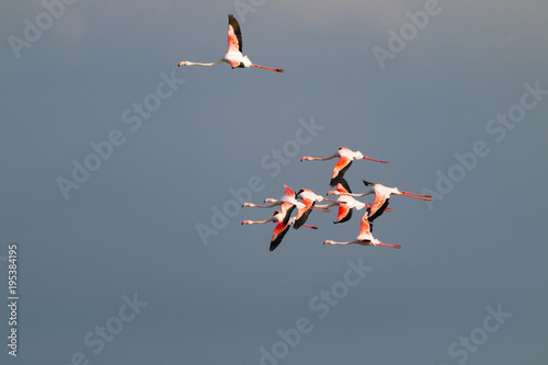 Flamingo birds crossing the sky from side to side. The birds fly in formation. Their wings are black pink and white. The guild the air on their migration to Africa or Europe.