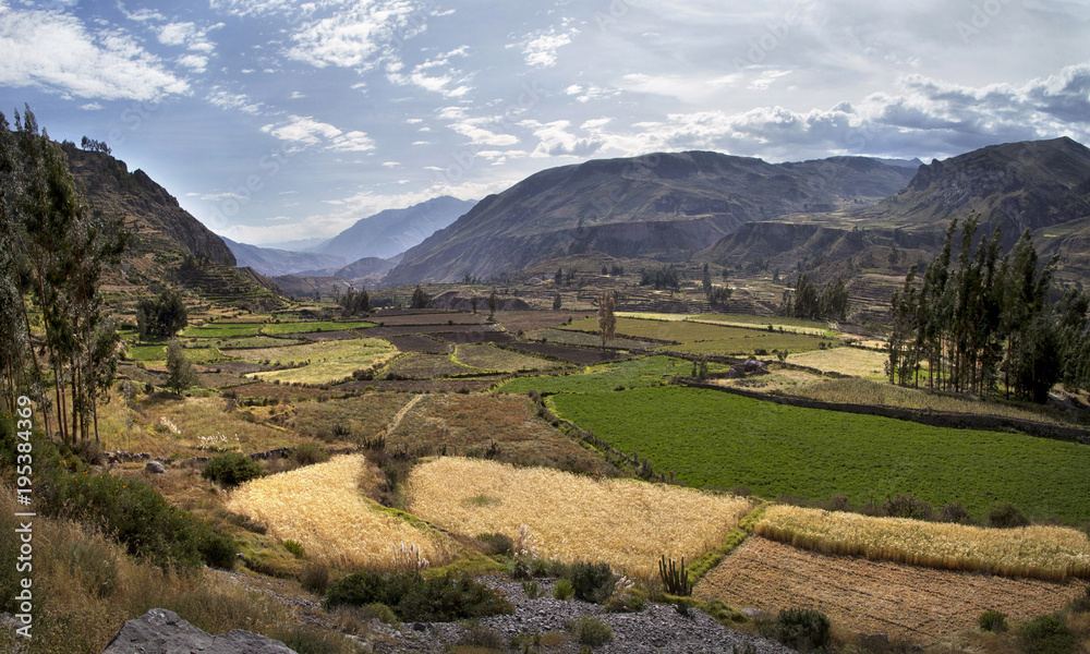View of terraced fields in the Colca Canyon in southern Peru, in Arequipa departement