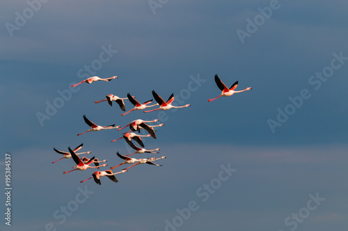 Flamingo birds crossing the sky from side to side. The birds fly in formation. Their wings are black pink and white. The guild the air on their migration to Africa or Europe.