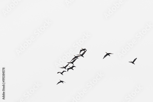 Birds cranes storks flying in a V shape  formation. Isolated on white bright sky. Isolated on white