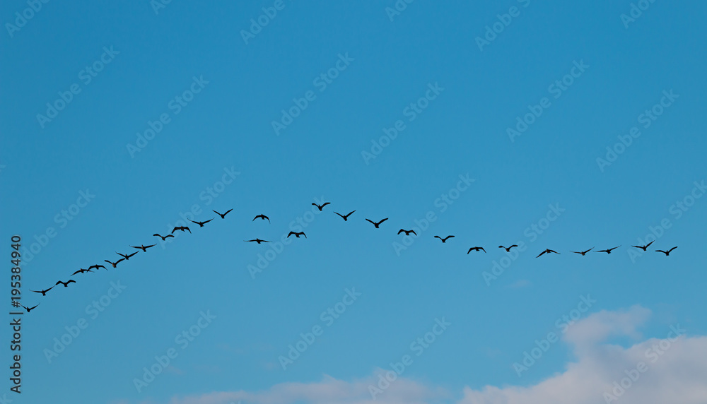 Birds cranes storks flying in a V shape formation. Isolated on white bright sky. Isolated on blue Birds cranes storks flying in a V shape formation. Isolated on white bright sky. Isolated on blue