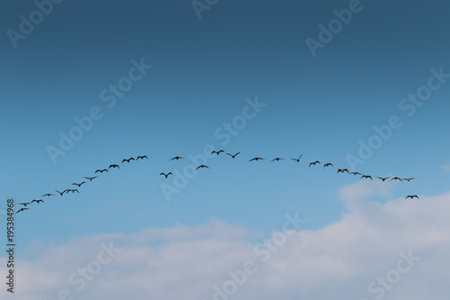 Birds cranes storks flying in a V shape formation. Isolated on white bright sky. Isolated on blue