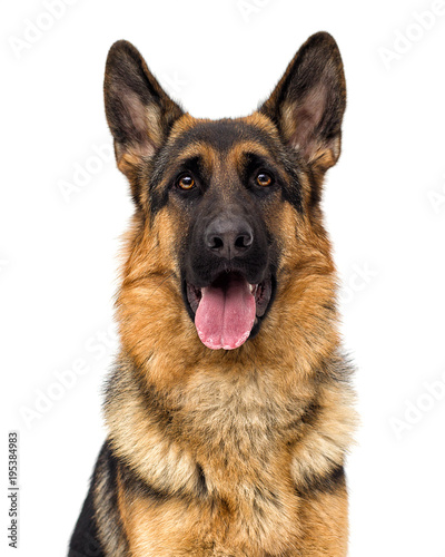 portrait of a German shepherd dog on a white background isolated photo