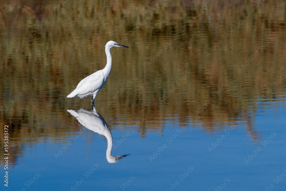 A Bird reflection in the water. It is walking or standing and appear to be merged in the reflection. The beak is touching the water The water is blue. The legs are red.