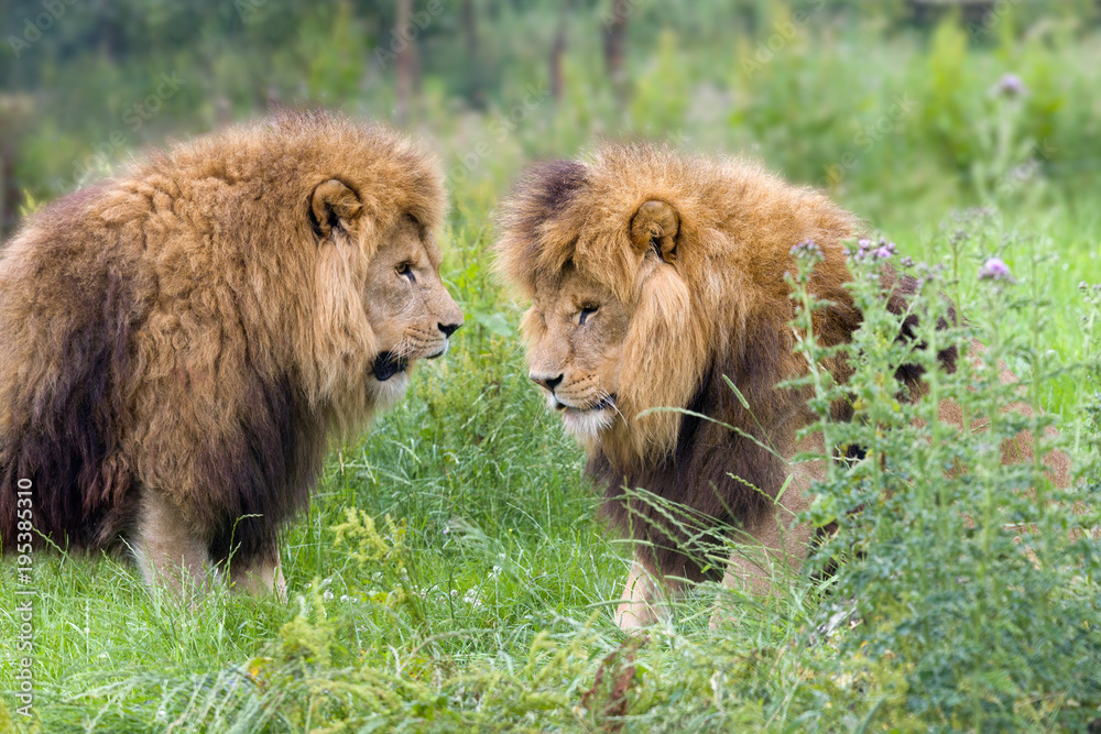 Naklejka premium Two African lions in grassland