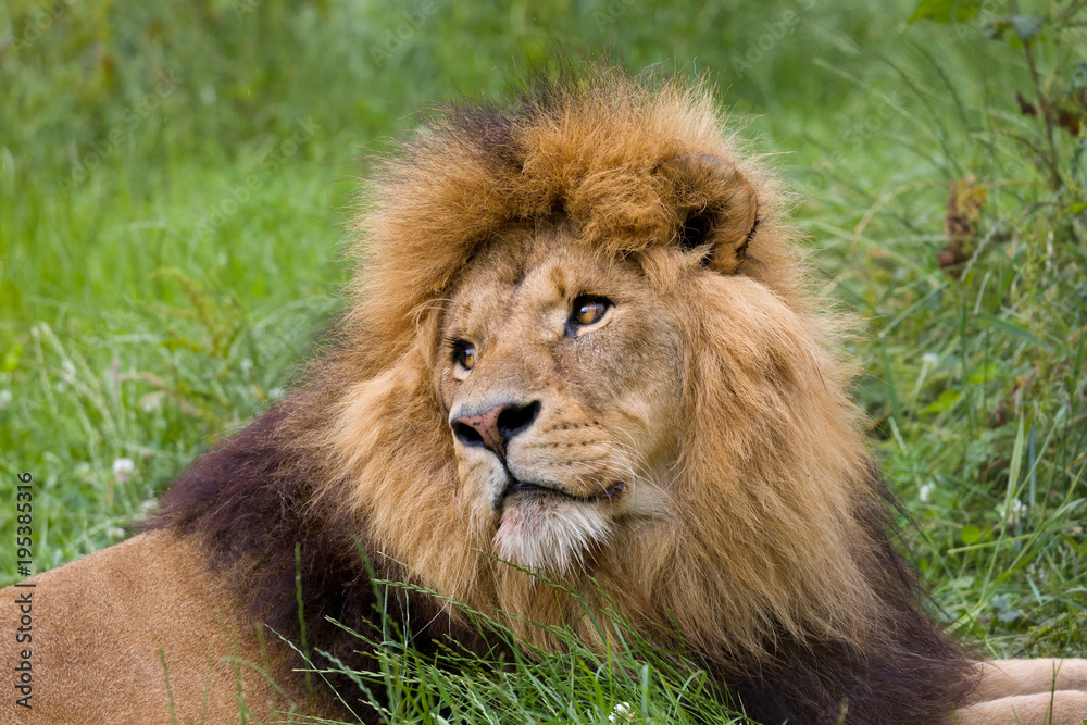 Resting lion Resting lion