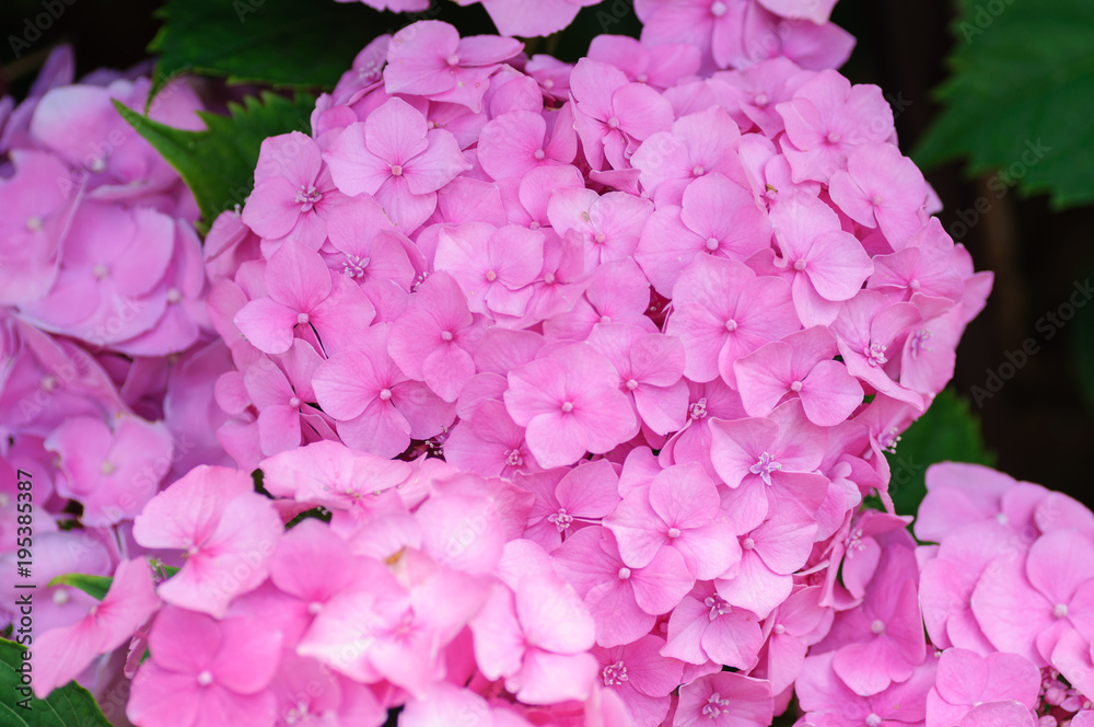 Obraz premium Blossom of Pink hydrangeas on natural background.
