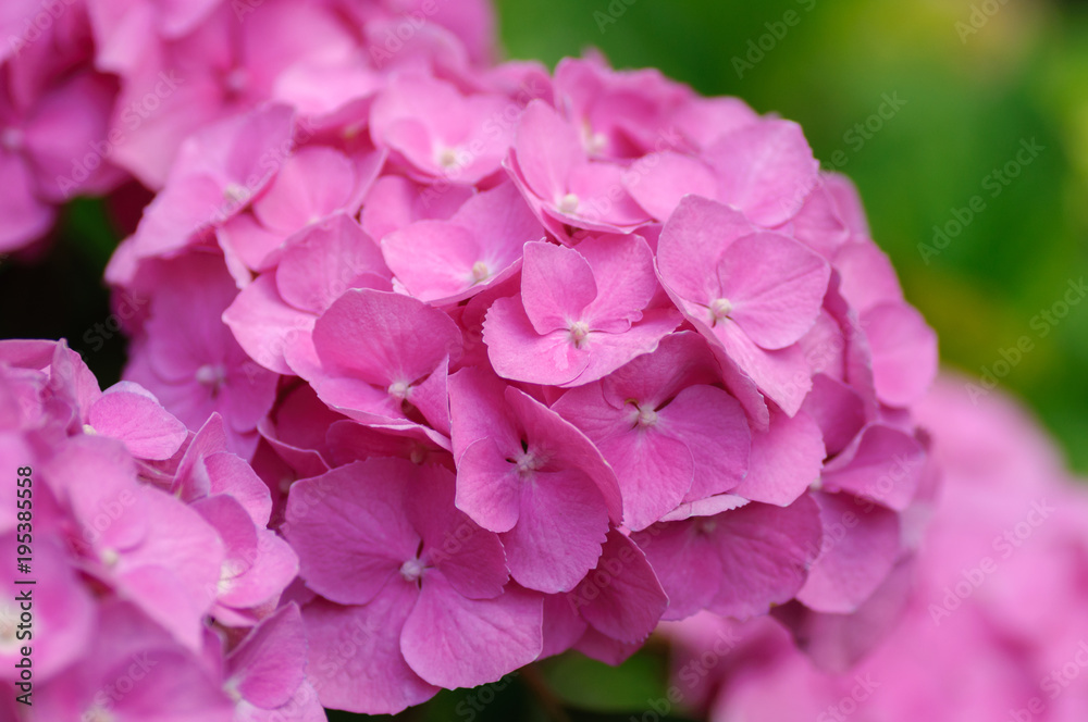 Blossom of Pink with yellow green center hydrangeas on natural background. Close up.
