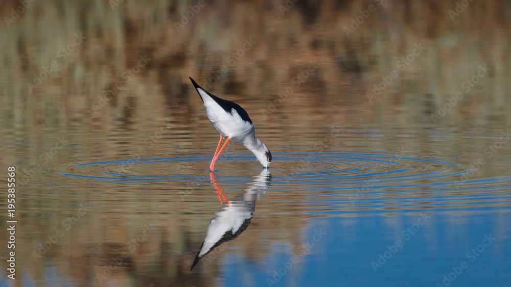 Obraz premium A Bird reflection in the water. It is walking or standing and appear to be merged in the reflection. The beak is touching the water The water is blue. The legs are red.