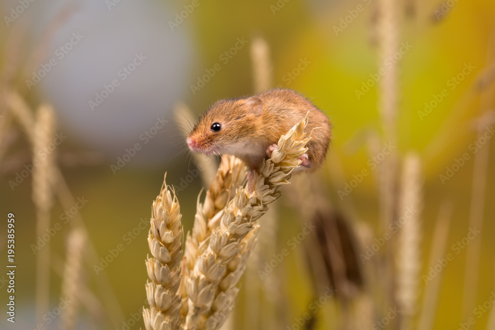 Obraz premium Curious Harvest Mouse