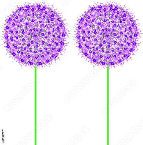 Allium Flowers
