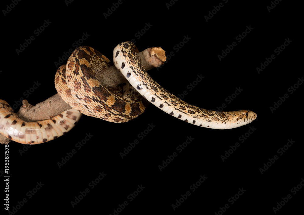 Isolated snake Isolated snake