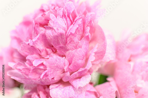 Pink peony with soft focus. Suitable as a floral abstract background.