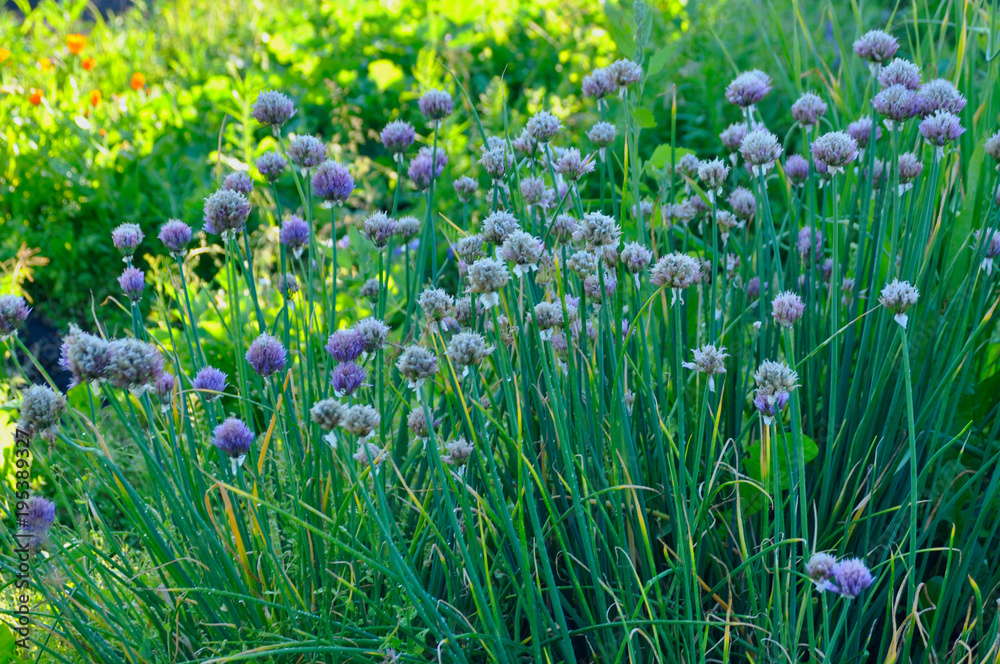 Fototapeta premium Blooming onion batun in the summer garden