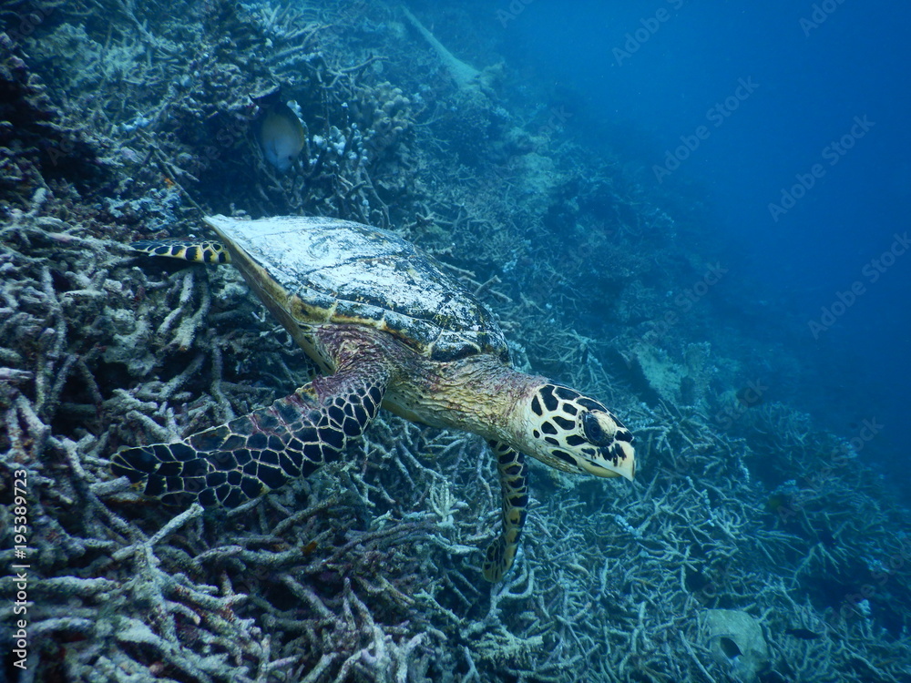 Obraz premium Echte Karettschildkröte Malediven