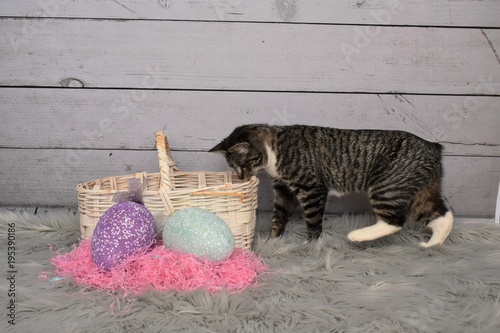Fotografie Tabby Manx cat being curious about an Easter basket