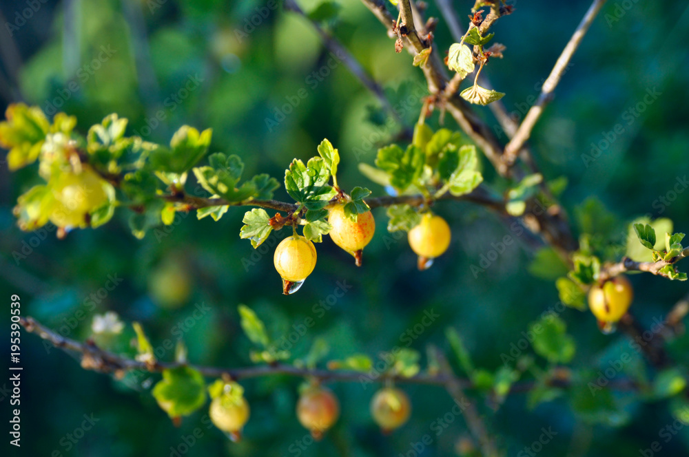 Branches of gooseberry with raindrops on the berries