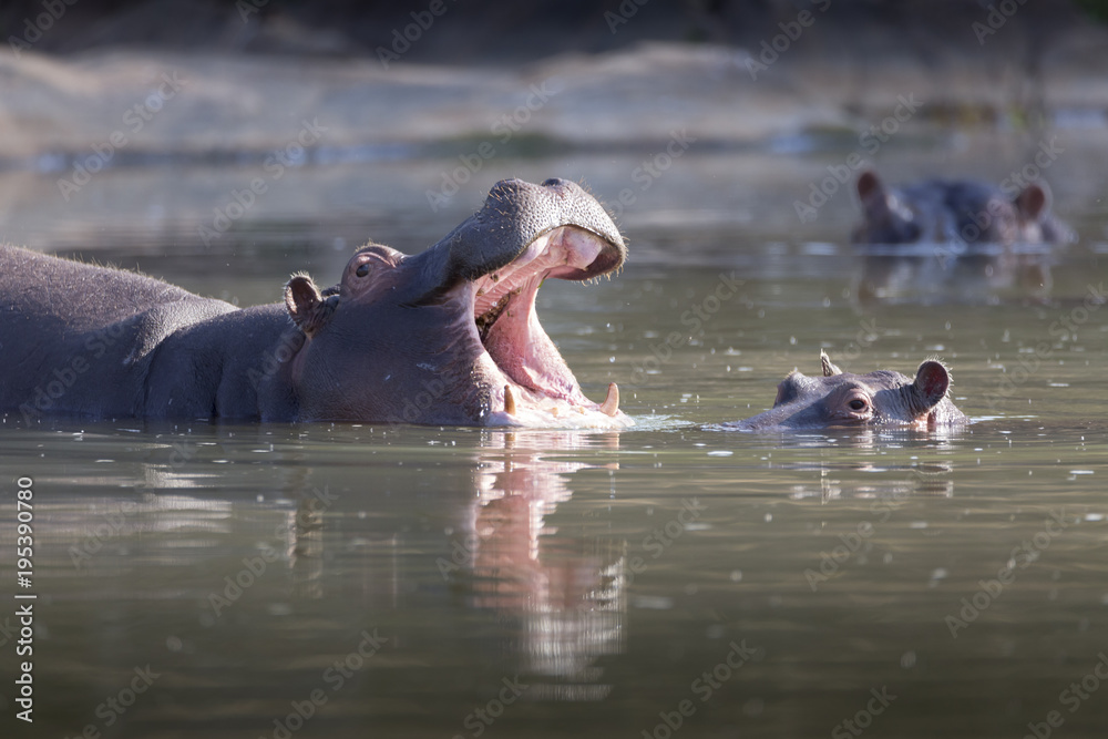 Fototapeta premium adult hippo with baby in the water