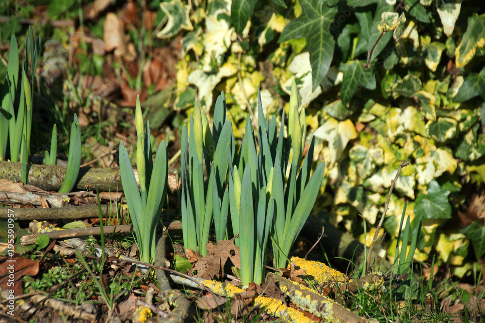 Signs of spring as daffodils about to bloom Signs of spring as daffodils about to bloom