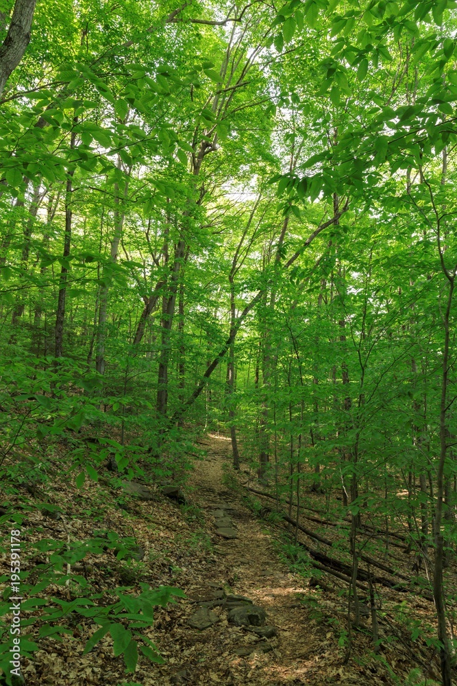 Deep in the forest Deep in the forest